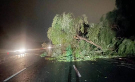 На трассе в сторону Кишинева движение блокировано изза упавшего дерева