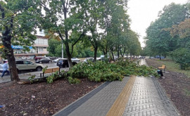 Copaci doborîți pe mai multe străzi din capitală