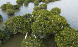 Forumul pentru protecția ecosistemului de mangrove inaugurat la Shenzhen