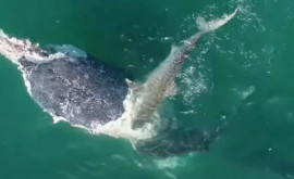 В Австралии беспилотник заснял огромную стаю акул вокруг горбатого кита
