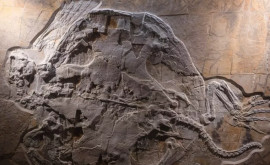 Fosila intactă a unei țestoase din perioada Jurasic descoperită în Germania