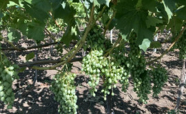 Какой урожай винограда ожидается в Молдове 