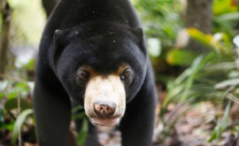 O grădină zoologică din China a fost acuzată că a îmbrăcat oameni în blană de urs