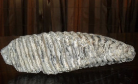 Среди экспонатов музея в Дуруитоаря Веке появился зуб мамонта 