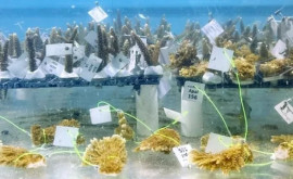 Din cauza supraîncălzirii apei oamenii de știință au hotărît să evacueze coralii aflați în pericol de moarte