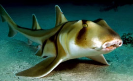 În apele Australiei a fost descoperită o nouă specie de rechini cu coarne