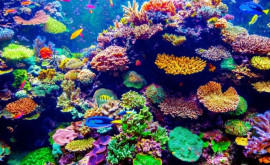 Большой Барьерный риф Австралии не будет включен в список ЮНЕСКО