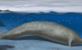 Un strămoş al balenei albastre ar putea fi desemnat cel mai greu animal din toate timpurile