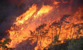 Пожары в Португалии и Испании за выходные сожгли тысячи гектаров леса