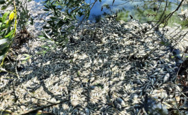 Экологическая катастрофа в Единцах на поверхность озера всплыли тонны мертвой рыбы