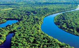 Бразилия пытается спасти амазонский лес