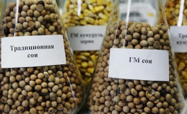 Австрийские экофермеры возмущены планами Брюсселя по ГМО