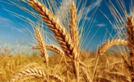 Сколько тонн пшеницы экспортирует Молдова в этом году