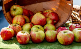 В Молдове закупка промышленного яблока началась с высокого уровня цен