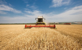 В Приднестровье завершается уборка зерновых Сколько получено пшеницы 