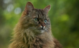 Un centru de salvare a animalelor a refuzat cererea parlamentului britanic de a le ofei o pisică