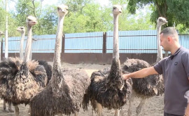 Как на юге Молдовы разводят страусов
