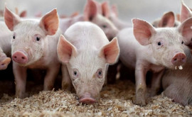 ANSA предупреждает о вспышке чумы свиней в Кагуле