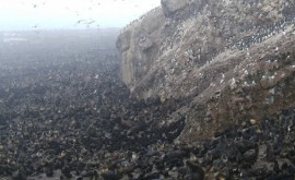 На необитаемом острове найдены мертвыми сотни тюленей