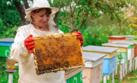 Сегодня в Молдове отмечается День пчеловода