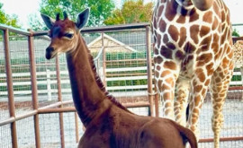O girafă considerată unică în lume sa născut la grădina zoologică din Tennessee