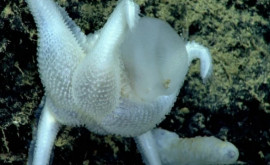 Pe fundul Oceanului Pacific a fost descoperită o vietate care sa născut în era glaciară