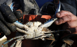 O specie de crab amenință economia Italiei