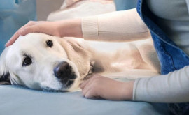 Собака может защитить младенцев от экземы и развития астмы