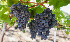 Виноделы ожидают более скромный урожай винограда чем в прошлом году
