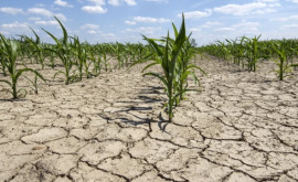 Vladimir Bolea Plantarea anumitor cereale în raioanele unde nu plouă ar putea fi interzisă