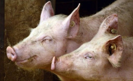 На юге страны зарегистрирована новая вспышка африканской чумы свиней