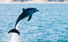 Imagini rare Pui de delfini nounăscuți pe malul Mării Azov
