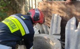 Salvatorii din Căușeni au salvat un cîine dintro fîntînă și au evacuat un șarpe dintro locuință