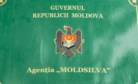 Два человека оштрафованы по итогам расследования в Moldsilva