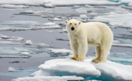 Доказана связь между выбросами CO2 и сокращением популяции белых медведей