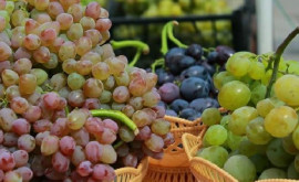 На фестивале в Чимишлии представили гигантскую гроздь винограда