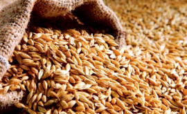 Египет в рамках частного соглашения купил почти полмиллиона тонн российской пшеницы