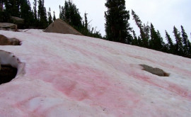 В российских горах заметили розовый снег 