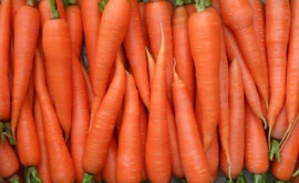 В Молдове снижаются цены на морковь