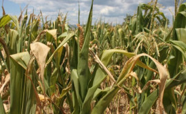 Ассоциация Forța Fermierilor предупреждает о критической ситуации с урожаем на юге страны