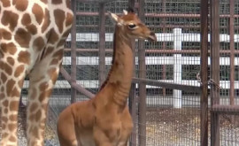 Cu ce nume sa ales singura girafă fără pete din lume 