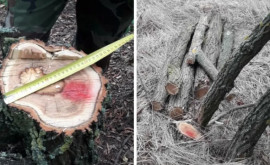 Незаконная вырубка в Дондюшанах Срублено более 200 деревьев