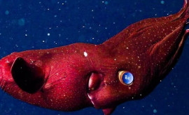 Кто обитает на дне океана учёные засняли кальмаравампира
