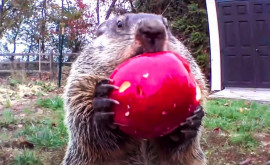 Cum a devenit o marmotă vedetă în internet