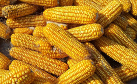 США потеряли лидерство на мировом рынке кукурузы