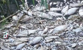Rîul Iagorlîc Zeci de pești morți plutesc la suprafață