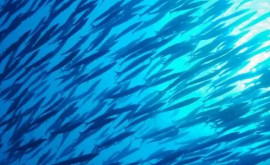 Изза глобального потепления морские животные уменьшаются в размерах