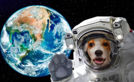 NASA a generat în doi ani suficient oxigen pentru ca un câine mic să respire 10 ore pe Marte