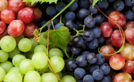Расширен список сортов винограда дающих право на получение субсидий