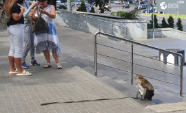 O maimuță la plimbare prin Chișinău